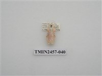 藏品(二斑叉紋苔蛾)的圖片